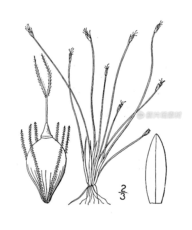 古植物学植物插图:Eleocharis ochreata, Pale Spike rush